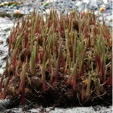 Sementes Germinadas Pronta Plantiu Embrapa 1000 Mil Unidade