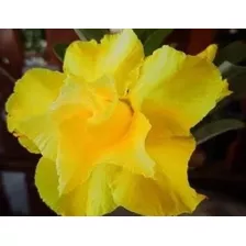50 Sementes Rosa Do Deserto Amarelas - Duplas Tripla