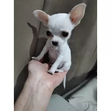 Mini Chihuahua