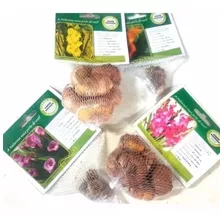 Combo 100 Bulbos Flores Naturais Variedades E Cores