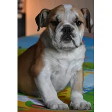 Bulldog Ingles Machitos Para Entrega Precio Especial 