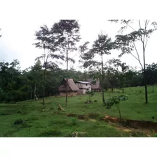 Terreno Agrícola De 50 Ha, Curimaná, Padre Abad, Ucayali 