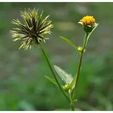 Picão Preto- Erva Carrapicho Sementes P/ Mudas