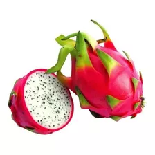 Muda De Pitaya Vermelha Polpa Branca Para Produzir