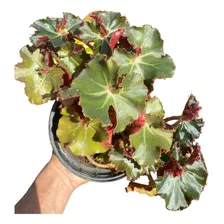 Begonia Exotica Pote 15 Vai Plantada - Planta De Sombra