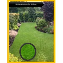 Semilla De Grass Para Jardines