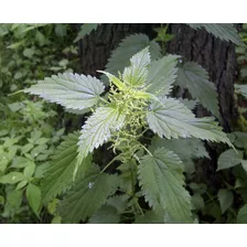 200 Sementes De Urtiga Urtica Dioica Medicinal, Frete Grátis