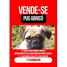 Pug 11 Meses Com Pedigree 