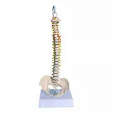 Exemplar Coluna Vertebral Para Estudo E Demonstração. 