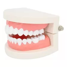 Nuevo Maqueta De Dientes Encías 28 Dientes - Modelo De Anato