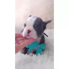 Bulldog Francés Pied Merle