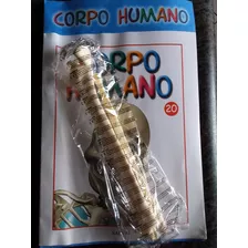 Corpo Humano Fasciculo 20 - Novo Lacrado Com A Peça - Salvat