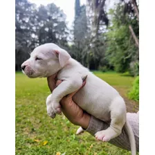 Dogo Argentino F.c.a 