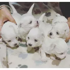 Cachorros Bichon Maltés 100% Puros