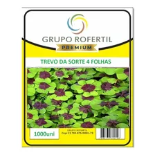 Trevo De 4 Folhas 1000 Bulbos Frete Grátis