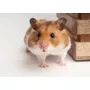 Segunda imagen para búsqueda de hamster ruso