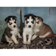 Permuto Cachorros De Raza Pura Gran Oportunidad Hoy