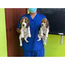 Cachorro Beagles