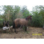 Segunda imagen para búsqueda de caballos chilenos