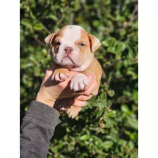 Bulldog Ingles Exotico Cachorro Macho Lilac Fawn Merle