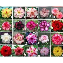 40 Sementes De Rosas Do Deserto Mix Cores E Espécies.