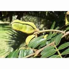 300 Sementes P Muda Ingá Ingazeiro Sítio Fazenda Ruas Praças