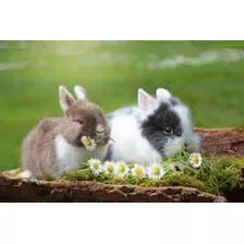 Conejos Enanos Bebés