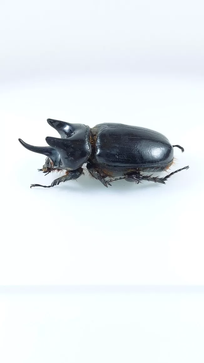 Escarabajo Rinoceronte 