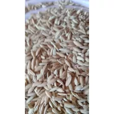 2 Kl Semente De Arroz Criolas Do Sequeiro Produzem C 4 Mês 