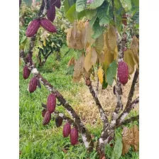 Oportunidad Finca Masipedro 155 Tarea Sembrada De Cacao 