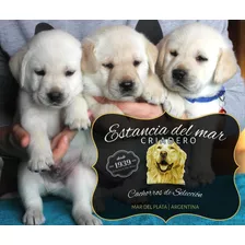 Cachorros Labrador Puros C/ Cert Vacunacion Real