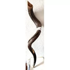 Excelent Shofar Jumbo 41-42 Kosher Made In Israel Funda Msi