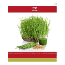 Semillas De Microverdes De Trigo - Wheatgrass