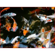 Peces Koi Alevines Y Juveniles 