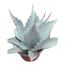 Planta Suculenta Agave Colorata 