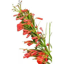 Russelia Flor Vermlha Kit60 Mudas 10cm Plantas De Condomínio