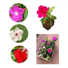 Kit 10 Unid Muda De Vinca Flores Ensacada Sortidas Raiz Fort