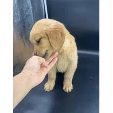 Golden Retriever Cachorro