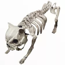 Dog Skeleton Esqueleto Perro Hallowen 44 Cm Decorativo 