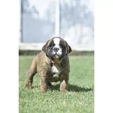 Bulldog Iingles Cachorro Macho 60 Días 