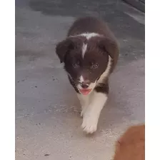 Cachorros Border Collie Chocolate 