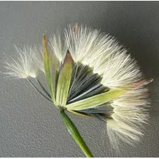 Semillas De Papalo Quirquina Kirkiña Cilantro Boliviano