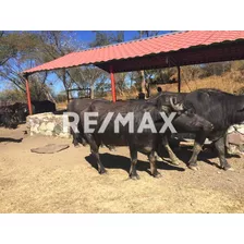 Rancho En Chiautla De Tapia, Puebla En Venta (a $3 X M2)