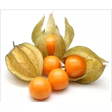 Semillas De Uchuva!! Aguaymanto O Physalis - Superalimento