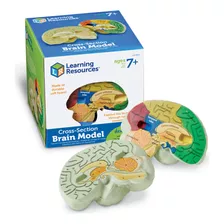 Modelo De Cerebro Humano En Sección Transversal De Espuma