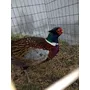 Segunda imagen para búsqueda de venta de faisanes y aves enanas