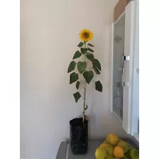 Semilla Girasol Enano Y Semillas Calabaza Butternut 