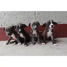 Venta De Perritos Raza Pitbull