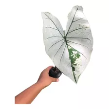 Bulbo De Caladium Branco/ Planta / Tinhorão 
