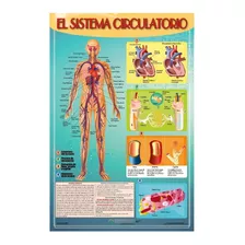 Poster El Sistema Circulatorio